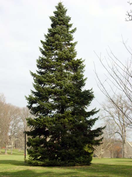 صنوبر قفقازی همیشه سبز